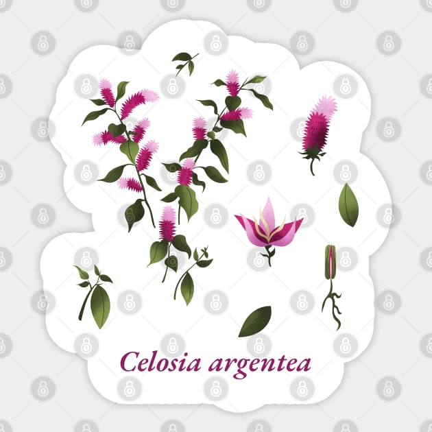 celosia argentea flowers Blume Sticker by Onlineshop.Ralf